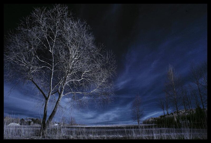 Bare Tree in Field