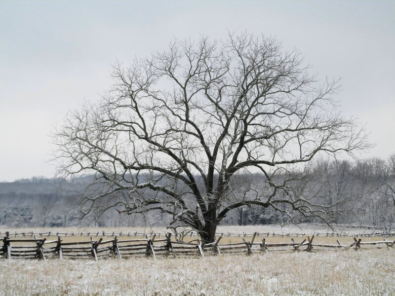 Bare Tree in Field — White