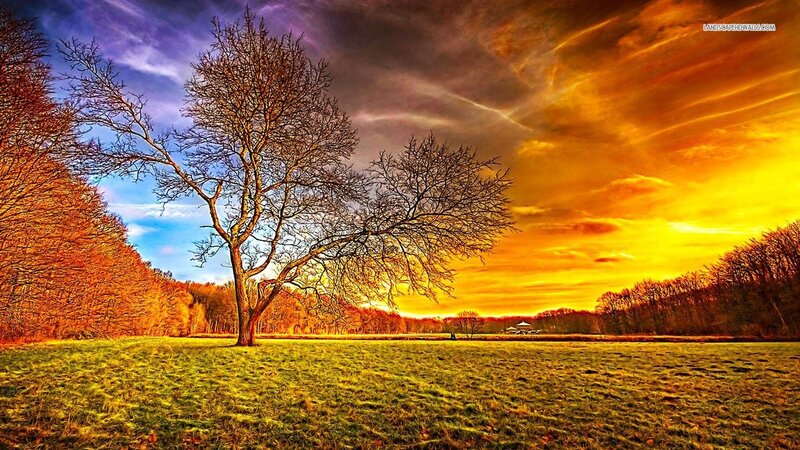 Bare Tree in Field — Yellow, Dramatic