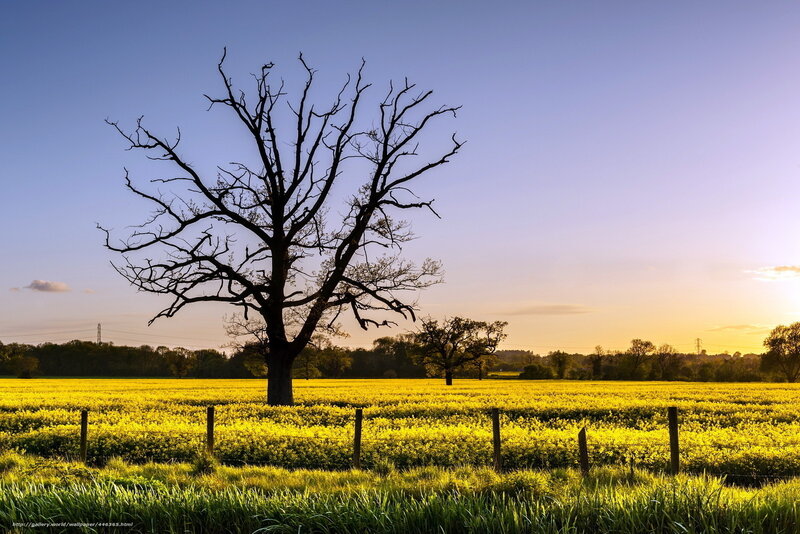 Bare Tree in Field — Yellow, Serene, Sunset