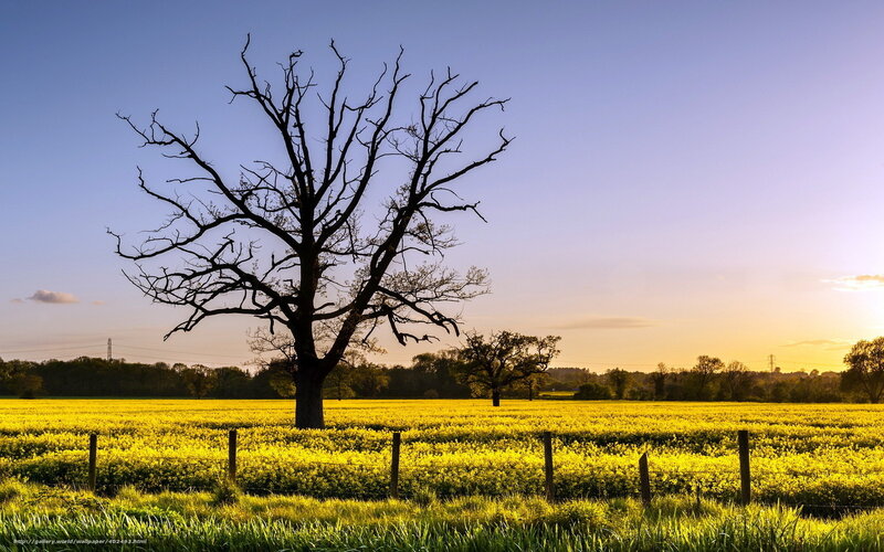 Bare Tree in Field — Yellow, Serene