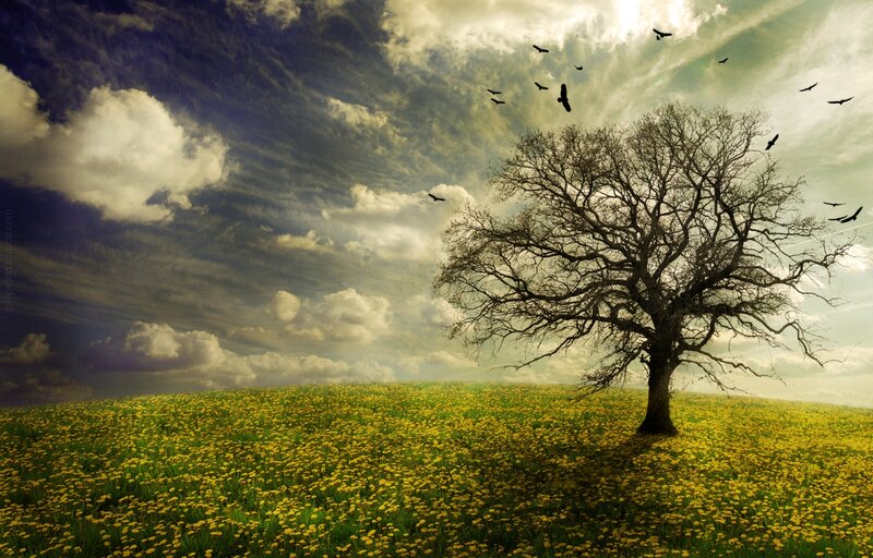 Bare Tree in Field — Yellow