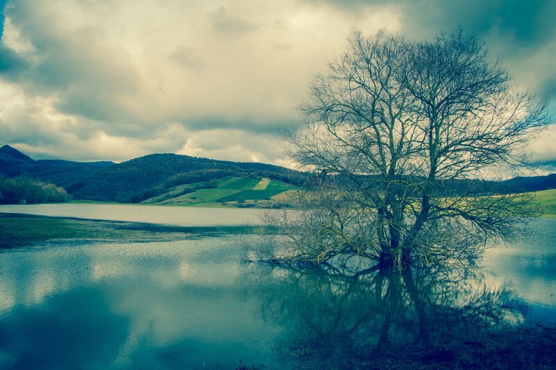 Bare Tree in Flooded Field