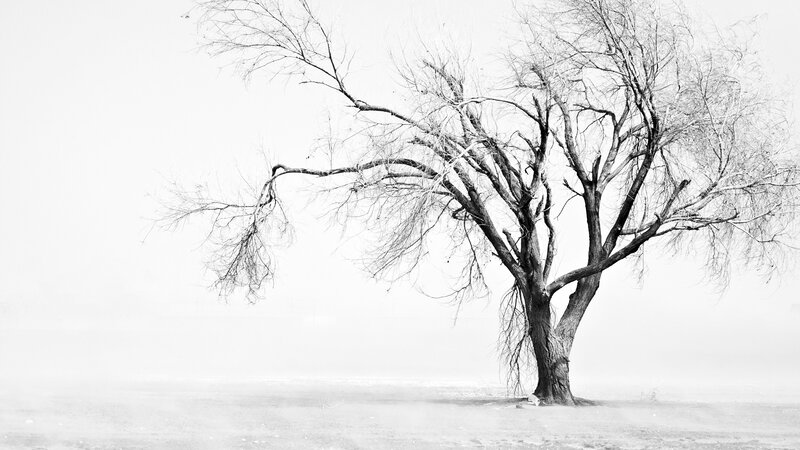 Bare Tree in Fog — Black, Somber, Winter, Photograph