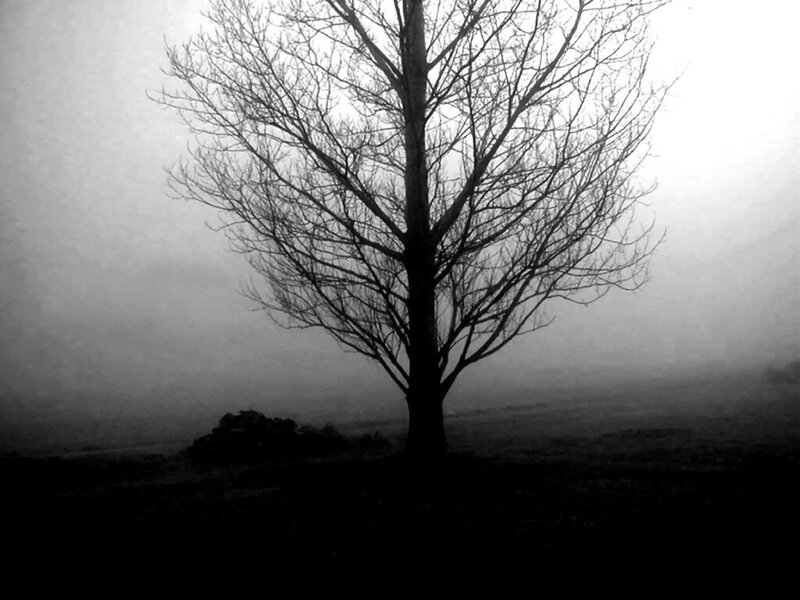 Bare Tree in Fog — Black, Somber, Winter