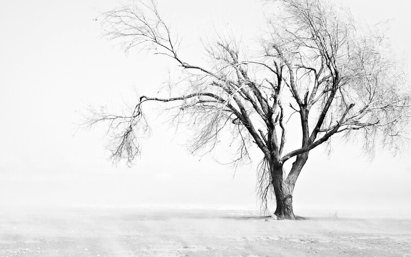 Bare Tree in Fog — Black