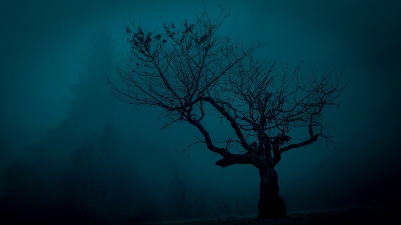 Bare Tree in Fog — Blue, Dark, Mysterious