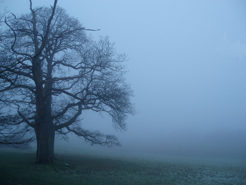 Bare Tree in Fog — Blue, Misty
