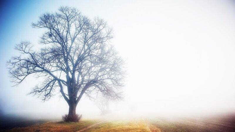 Bare Tree in Fog — Blue, Serene