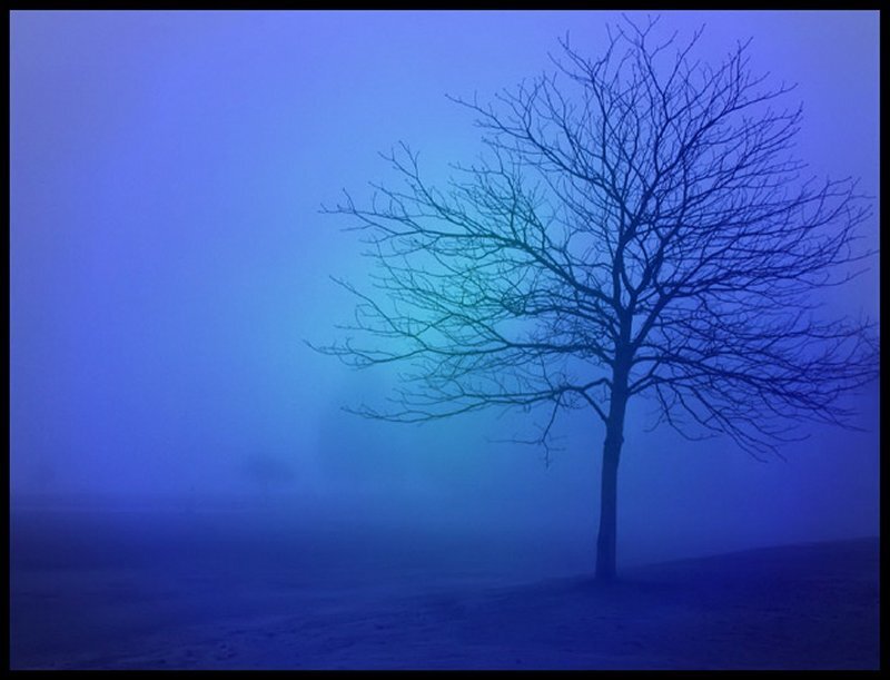 Bare Tree in Fog — Blue