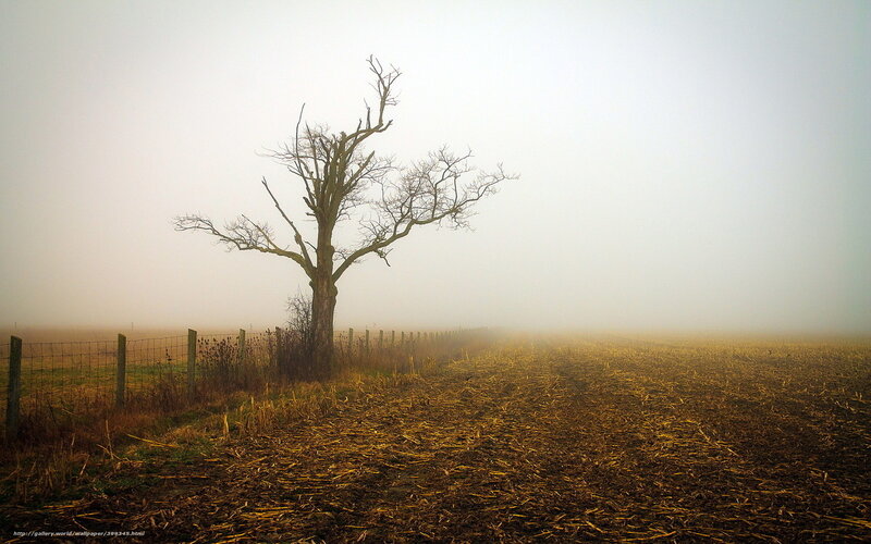 Bare Tree in Fog — Brown, Somber