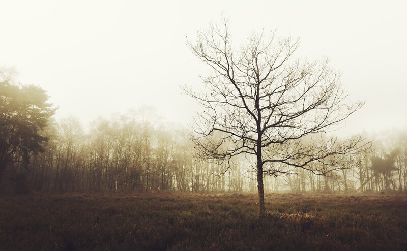 Bare Tree in Fog — Brown