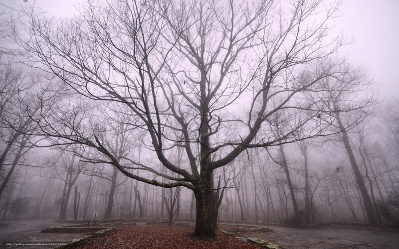 Bare Tree in Fog — Gray, Dreary
