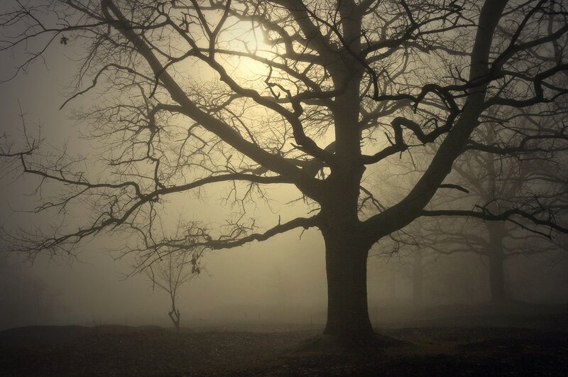Bare Tree in Fog — Gray, Eerie