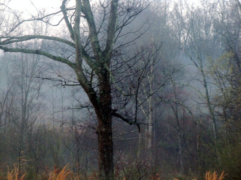 Bare Tree in Fog — Gray, Misty, Autumn