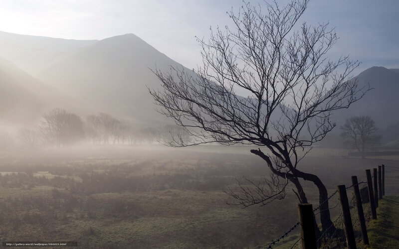 Bare Tree in Fog — Gray, Misty, Morning, Photograph, Mountains