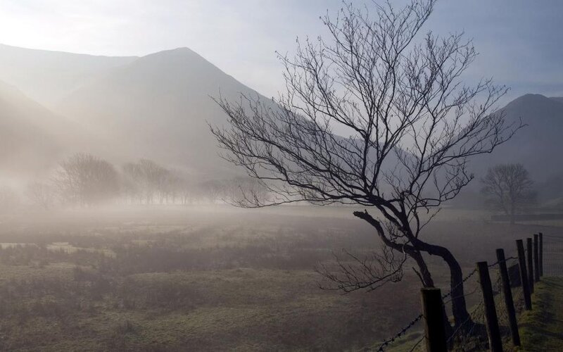 Bare Tree in Fog — Gray, Misty, Morning