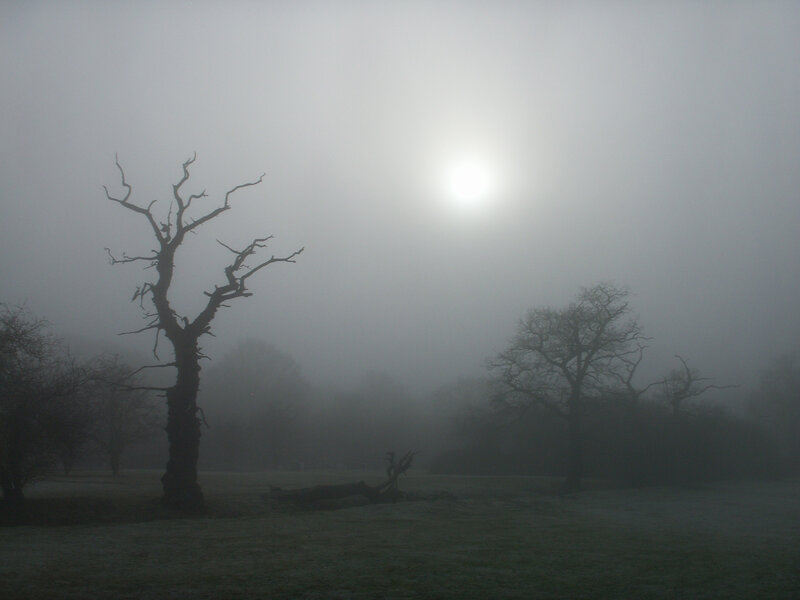 Bare Tree in Fog — Gray, Misty