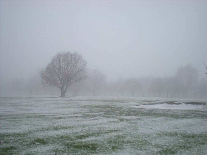 Bare Tree in Fog — Gray, Misty, Winter