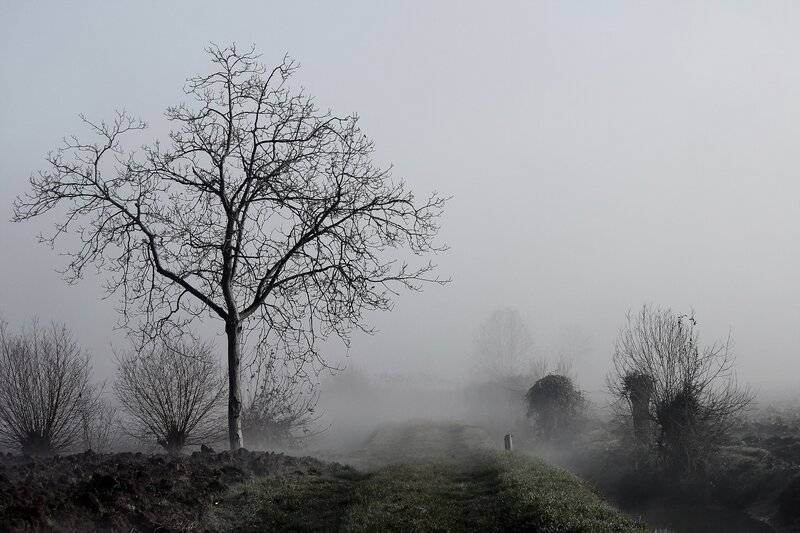 Bare Tree in Fog — Gray, Somber