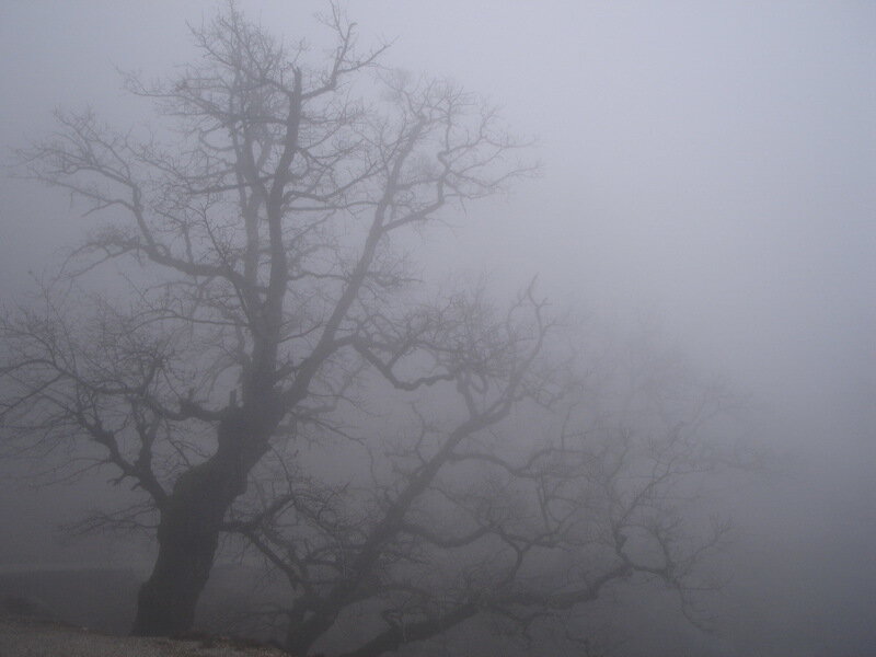 Bare Tree in Fog — Gray