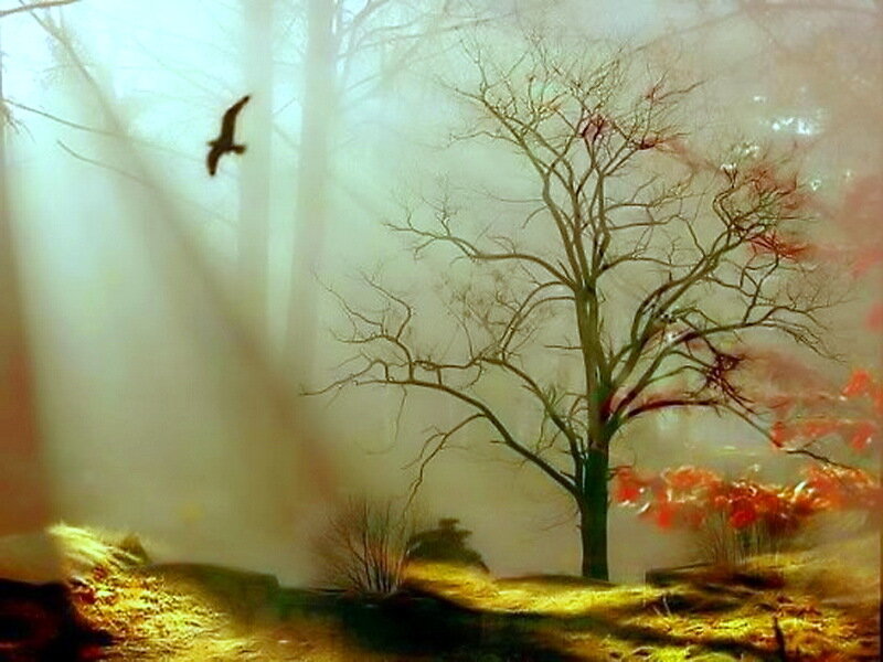 Bare Tree in Fog — Green, Dreamy