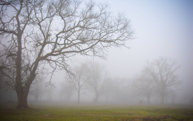 Bare Tree in Fog — Green