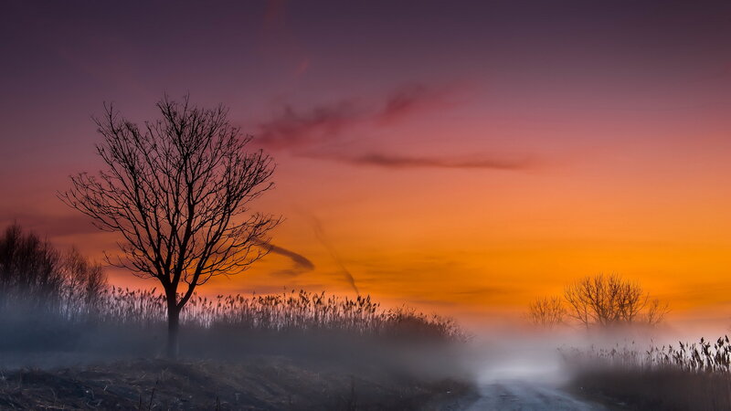 Bare Tree in Fog — Orange, Serene
