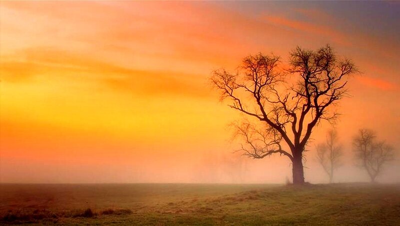 Bare Tree in Fog — Orange