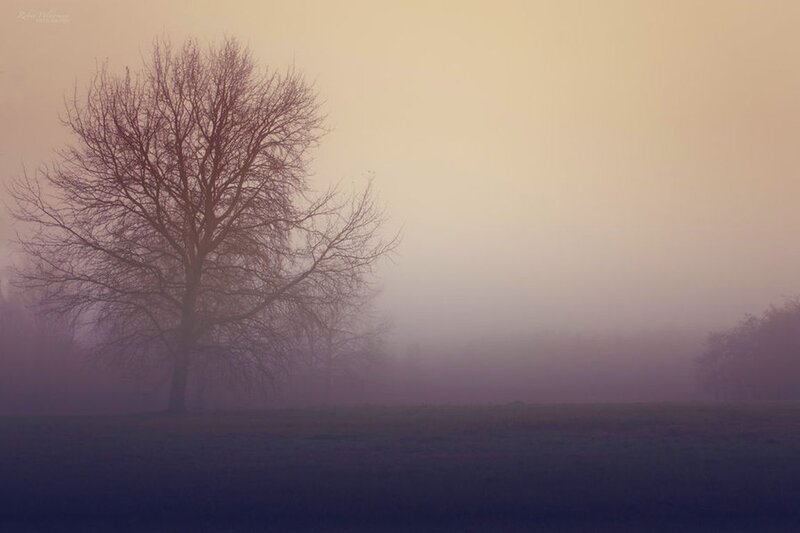 Bare Tree in Fog — Purple