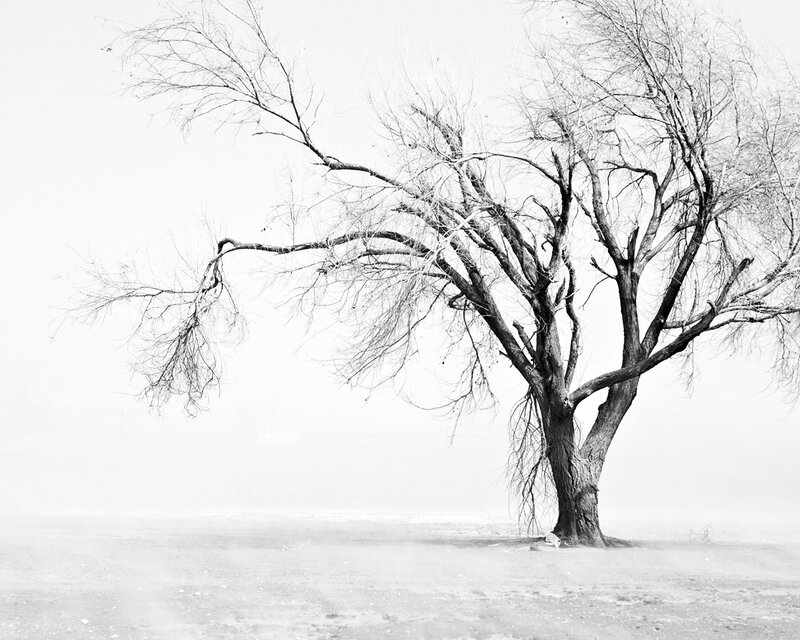 Bare tree in fog