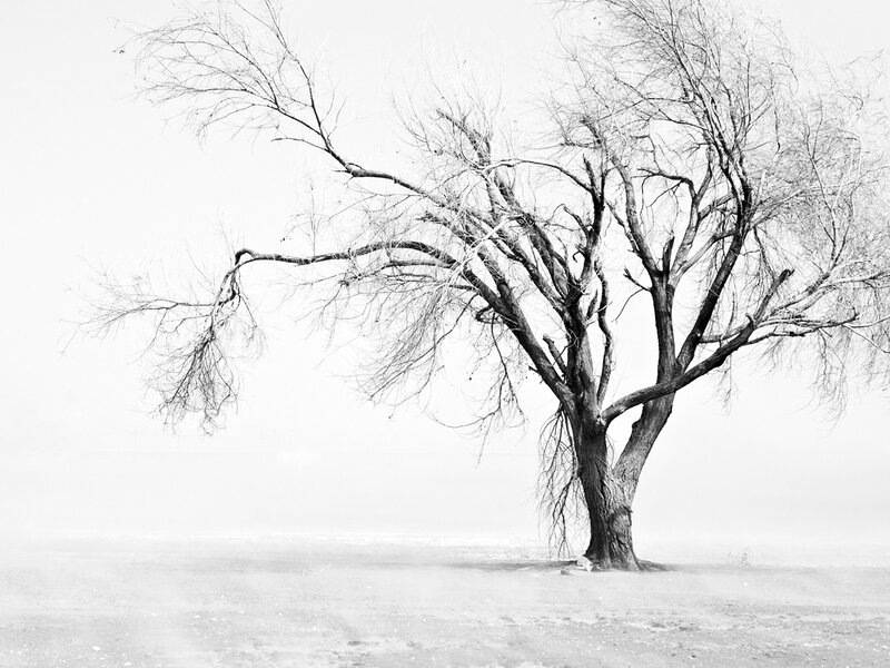Bare Tree in Fog — Winter