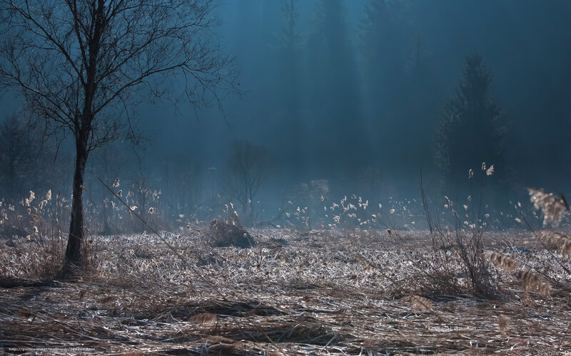 Bare Tree in Foggy Field — Blue, Misty