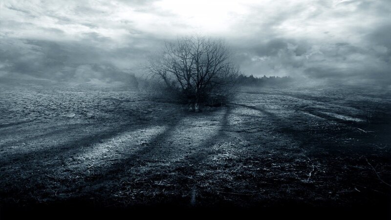 Bare Tree in Foggy Field — Gray