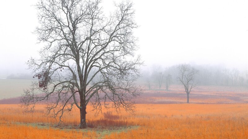 Bare Tree in Foggy Field — Orange