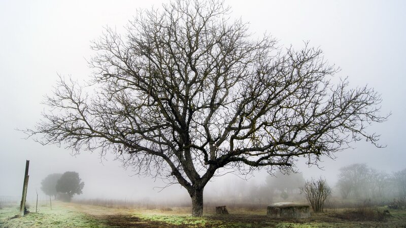 Bare tree in foggy field