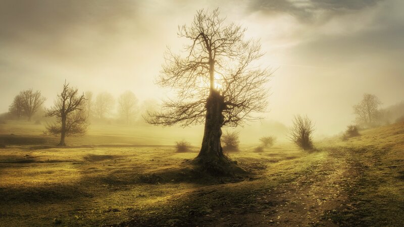 Bare Tree in Foggy Field — Yellow