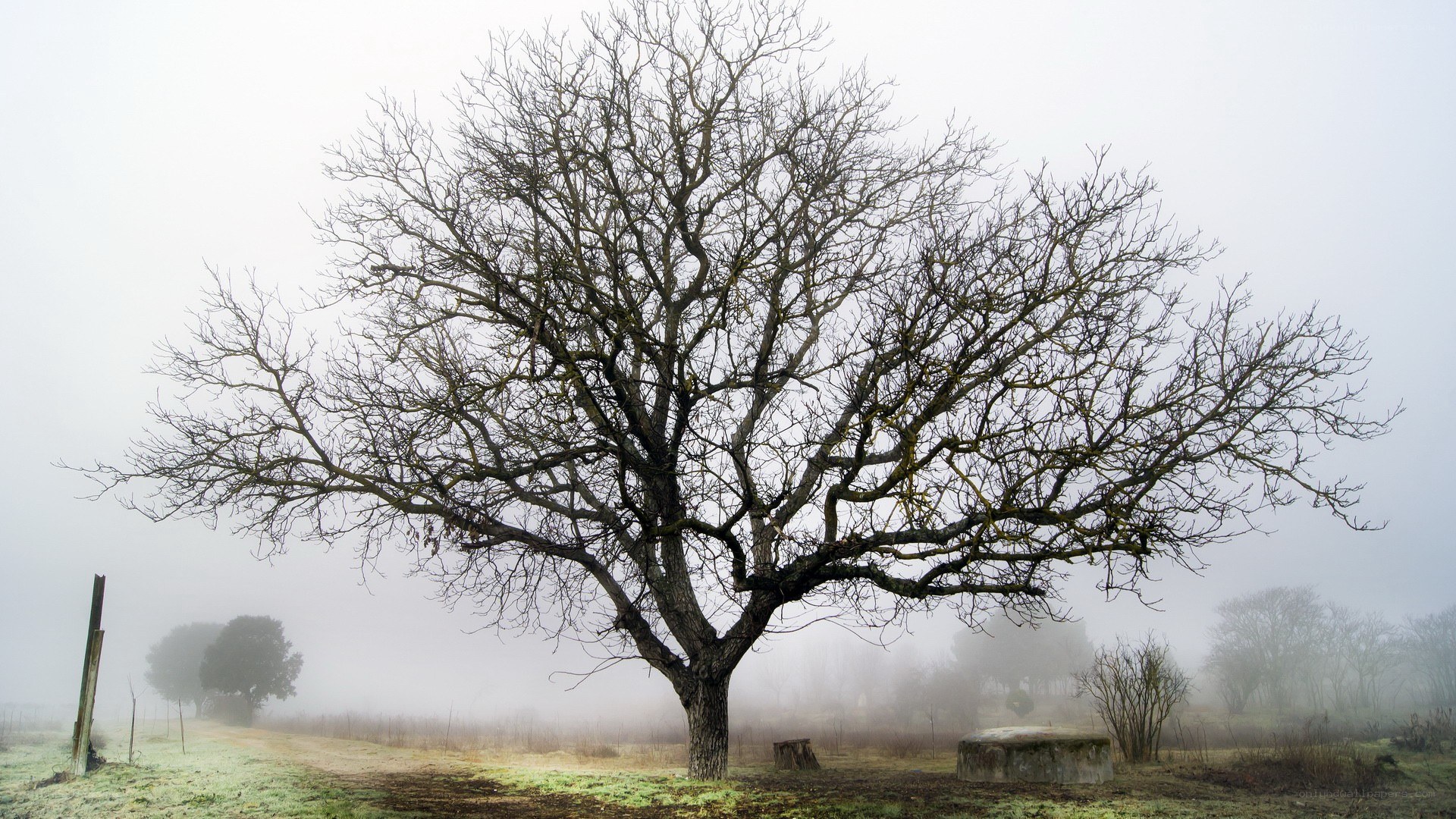 Bare tree in foggy field