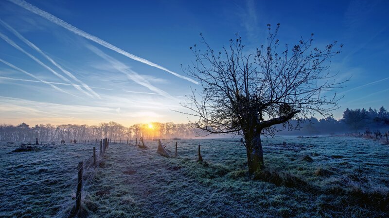 Bare Tree in Frosty Field
