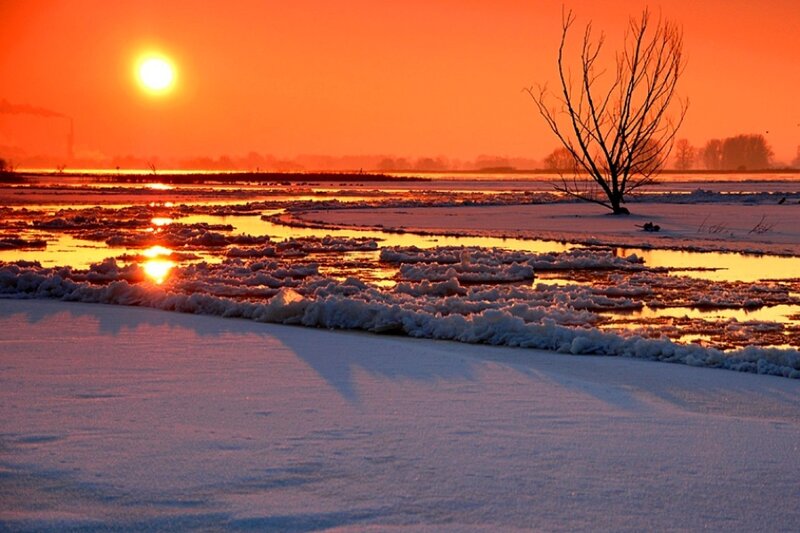 Bare Tree in Frozen River