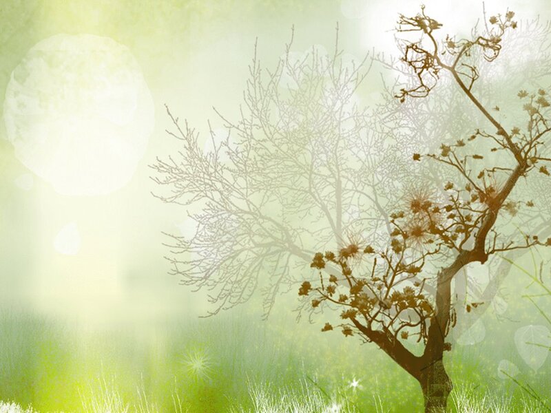 Bare Tree in Grass