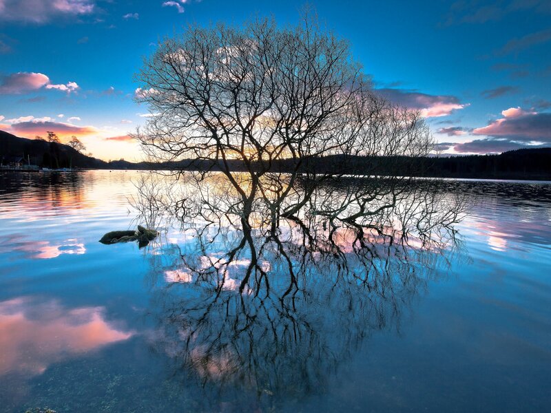 Bare Tree in Lake