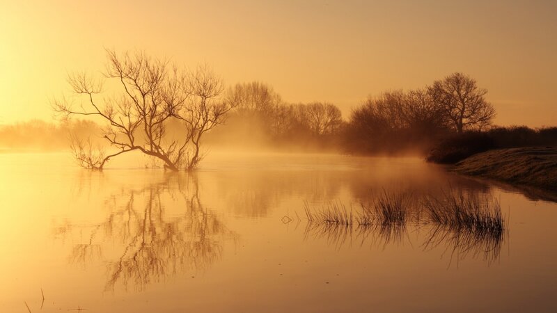 Bare Tree in Misty Water