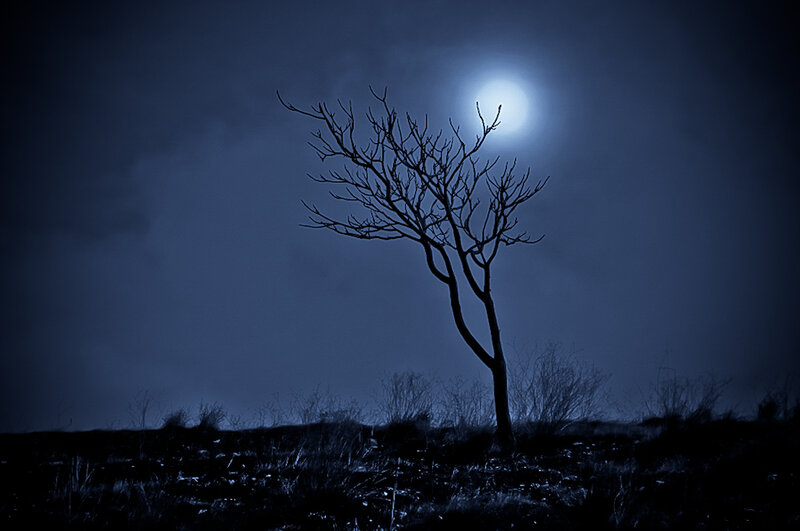 Bare Tree in Moonlight — Blue