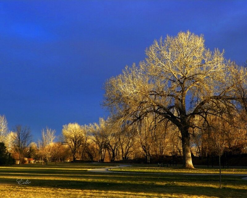 Bare Tree in Park — Blue