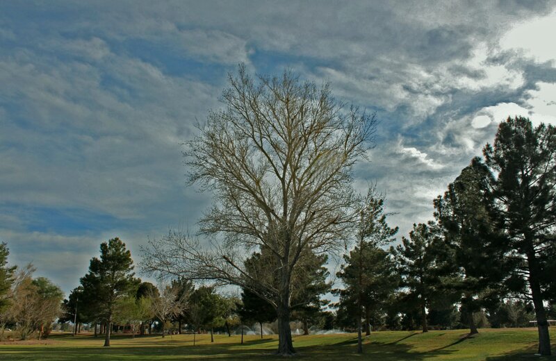 Bare Tree in Park