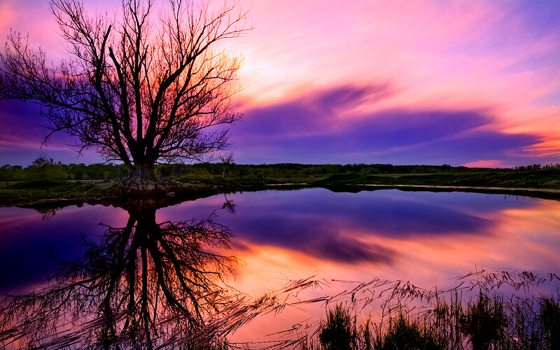 Bare Tree in Pond — Purple