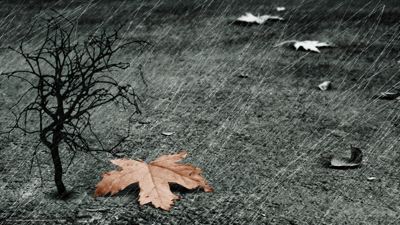 Bare Tree in Rain — Black