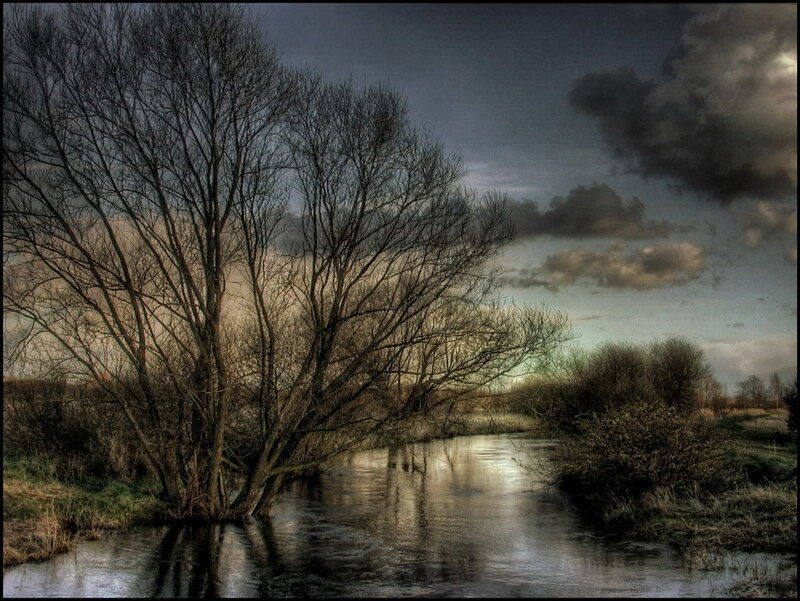 Bare Tree in River