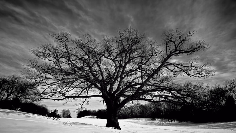 Bare Tree in Snow — Black, Dramatic, Winter